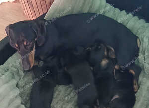Sweet mini dachshund puppies