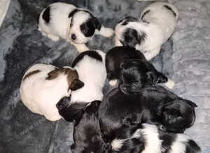 Beautiful KC Registered Lhasa Apso Puppies