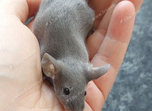 Fancy Mice - blue self, males only.