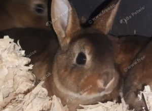 Outstanding baby mini rex