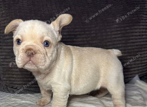 French bulldog puppies ready now!