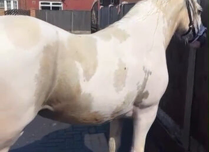 15hh 5 year old lemon & roan filly