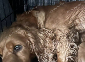 Red cockapoo puppies