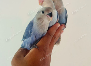 Hand reared lovebirds for sale