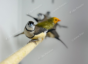 Owl finch