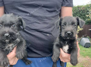 5 patterdale terrier pups ready now