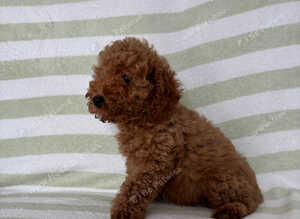 Toy f1bb cockapoo puppy ready to leave