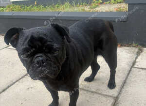 Pug