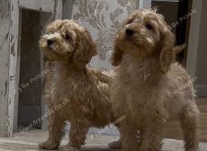 Gorgeous F1 Cockapoo Puppies READY NOW