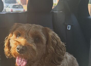 F1 cavapoo