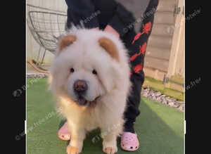 White polar chow chow stud duties only