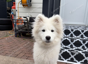 Samoyed