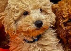 STUNNING GENTLE CREAM MINIATURE POODLE BOY