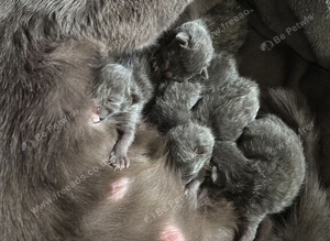 Grey kittens