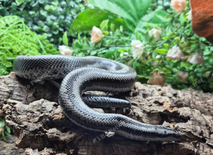 Anery Mexican x Albino Coastal Rosy Boa at Birmingham Reptiles
