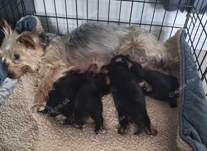 Male yorkie pups