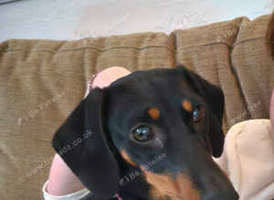 3 year old Miniature dachshund Minnie