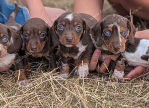 Dachshund puppies