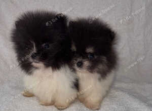 Pomeranian puppies