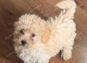 Little Cuties Shihchon Puppies