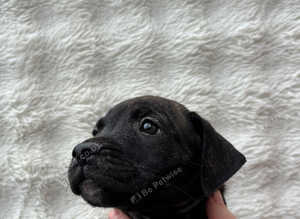9 Weeks Old Staffy Pups