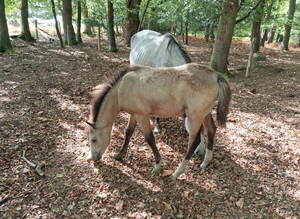 Registered and p/b colts
