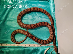 Corn snakes