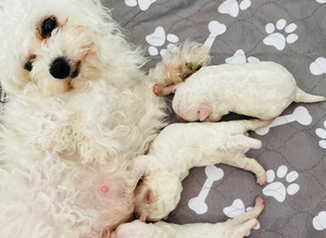 Bichons Frise