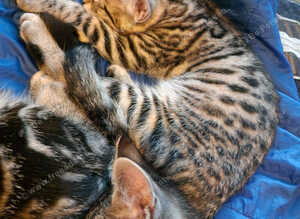 Only 3 kittens left