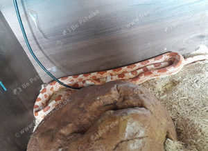 Corn snake