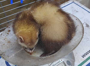 Micro kits 6 mouths old