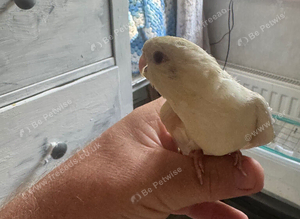 Hand reared
