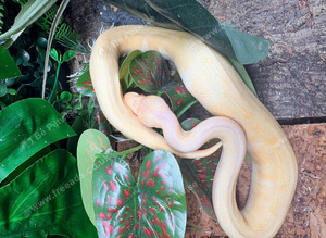 Albino Pinstripe Royal Python at Birmingham Reptiles