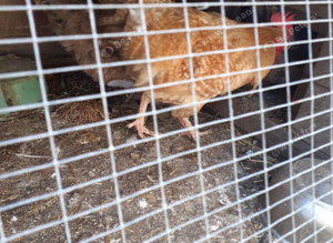 Free large blue copper maran loves his girls