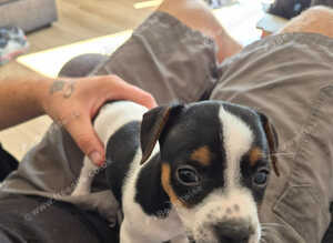 Miniature jack russle girl