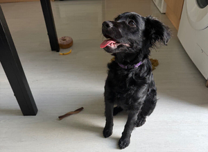 5 month old cockapoo