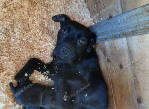 Patterdale pups