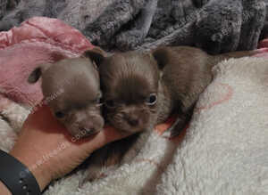 2 left!!! Lilac chihuahua puppies