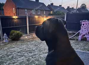 Cane Corso