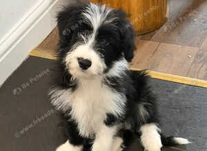 Beautiful Bearded Collie puppies