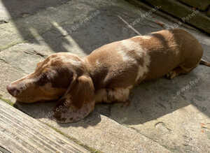 Girl dachshund puppies for sale