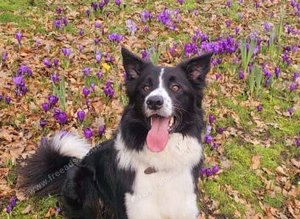 Border collie stud.