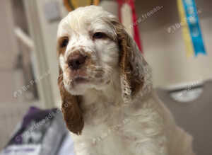 1 kc reg show male puppy