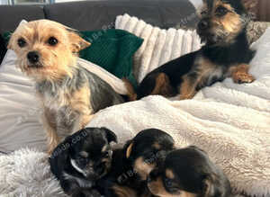 Beautiful Chorkie Puppies