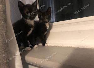 Beautiful black and white tuxedo boys