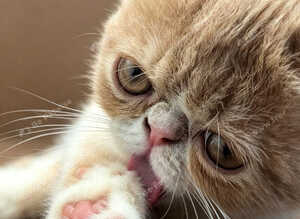 STUNNING EXOTIC SHORTHAIR MALE &ndash; FROM CAREFULLY SOURCED IMPORTED EUROPEAN LINES