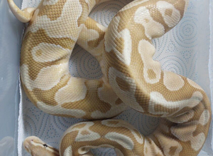 Pandora Royal Python