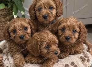 ️STUNNING RUBY F1 CAVAPOO PUPPIES READY NOW️