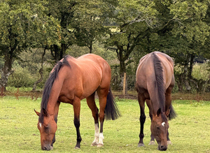 6 year old mare 16hh
