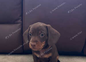*Ready Now* Chocolate Miniature Dachshund Boy | Home Raised | Ready Soon